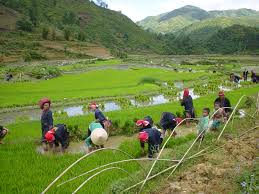 SAPA - 3 NIGHTS- 2 DAYS ( EASY TREKKING) - STAY  HOME STAY 